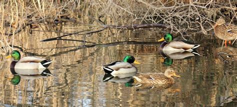 international waterfowl census iwc|international waterbird census 2022.